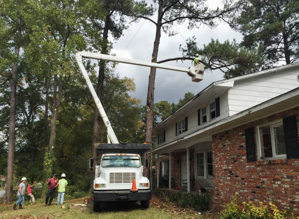 Best Tree Cabling and Bracing  in Wellford, SC