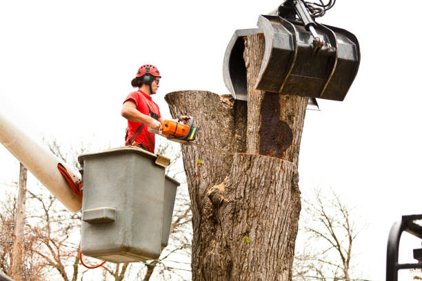 Best Leaf Removal  in Wellford, SC